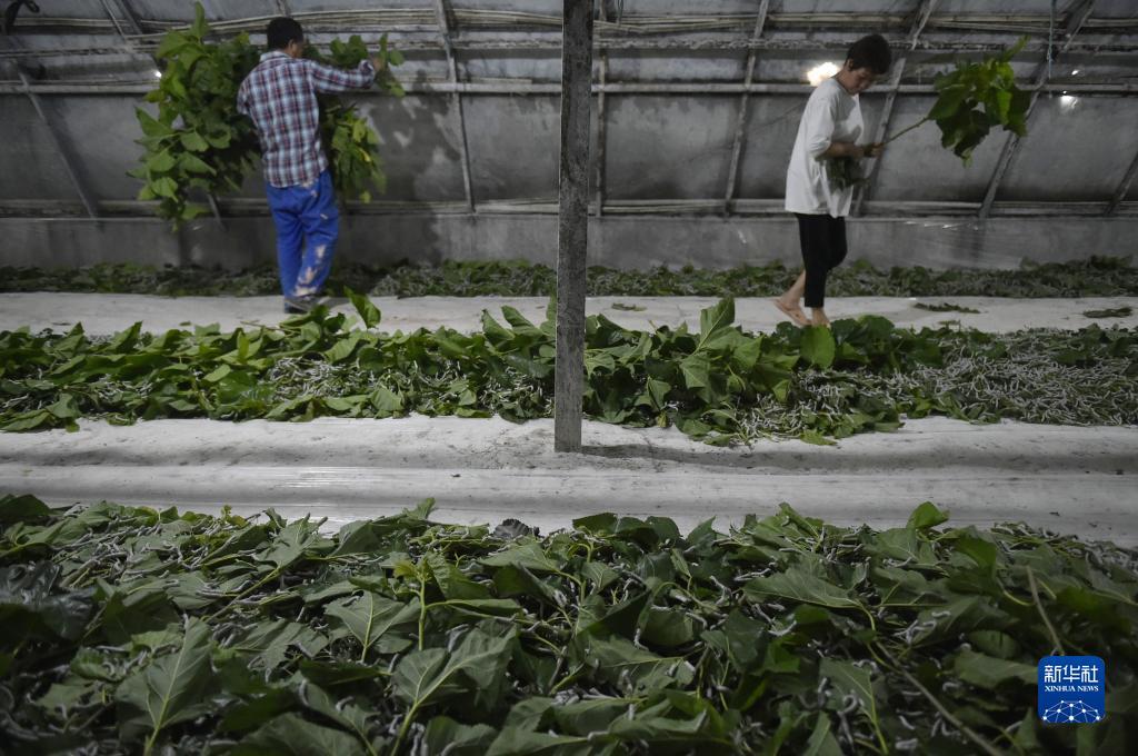 大圣游戏官网